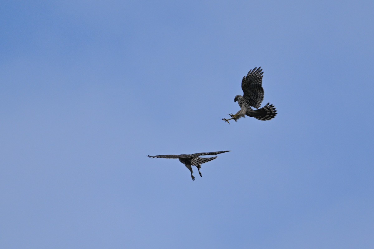 Яструб великий - ML646343481