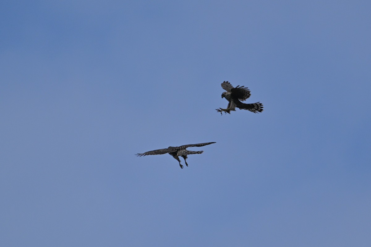 Яструб великий - ML646343482