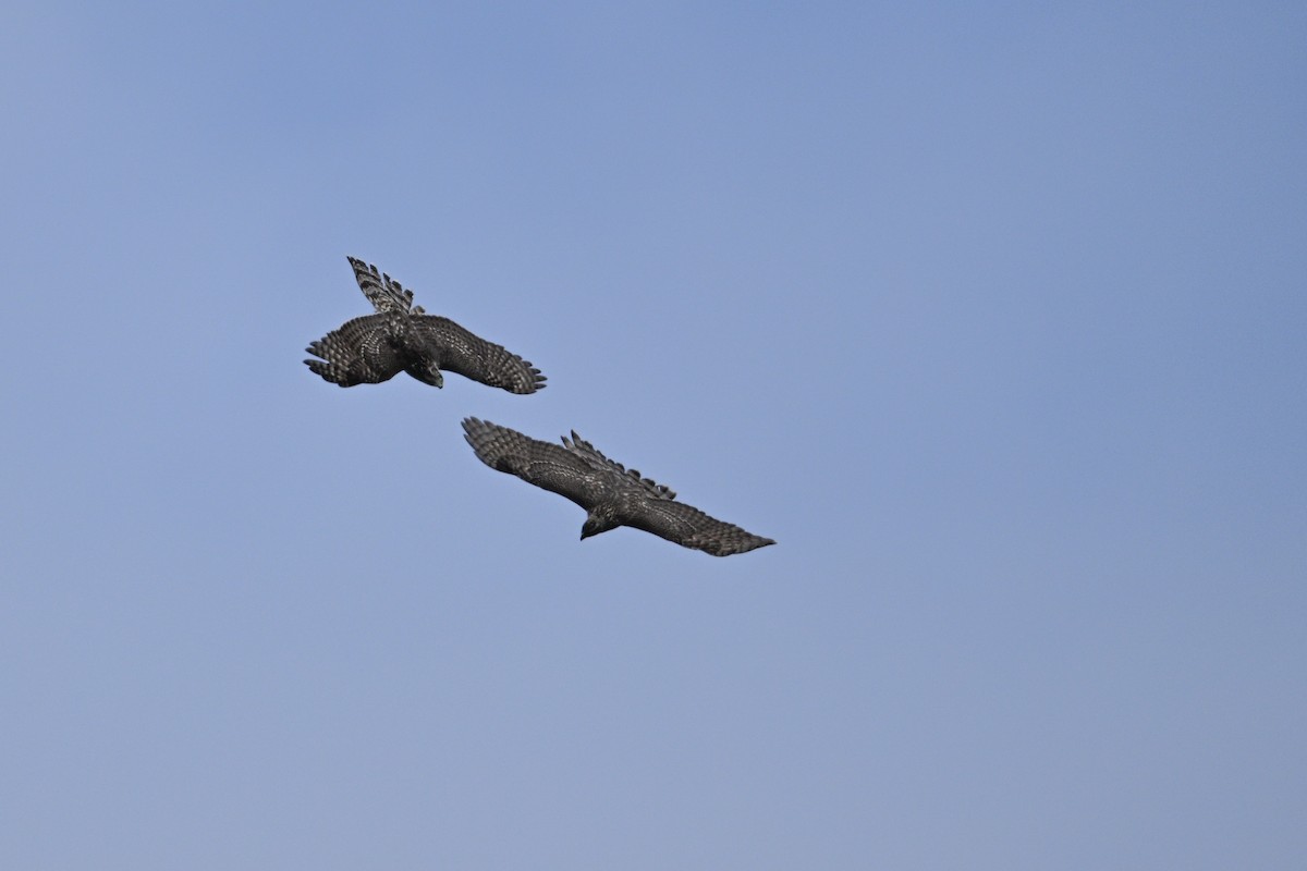 Яструб великий - ML646343484