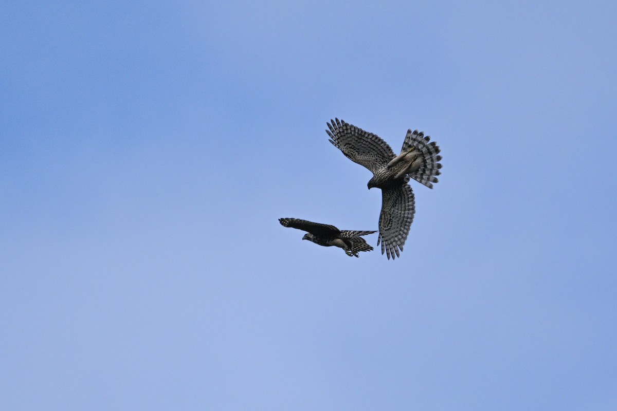 Яструб великий - ML646343485