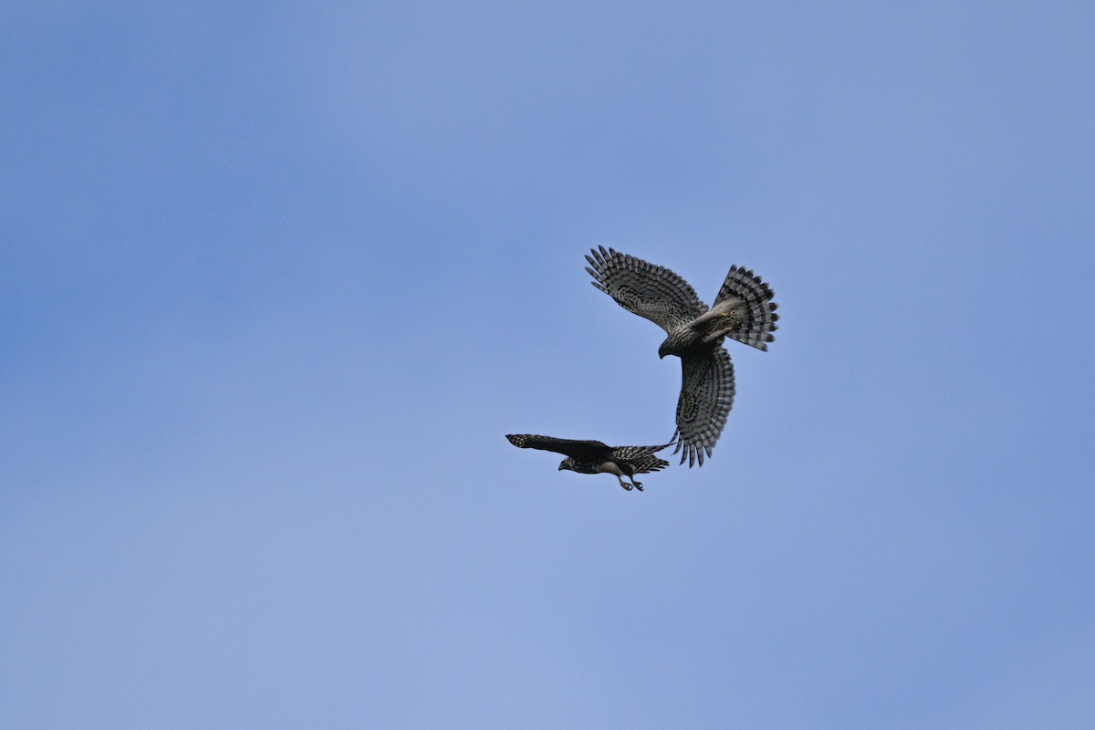 Яструб великий - ML646343486