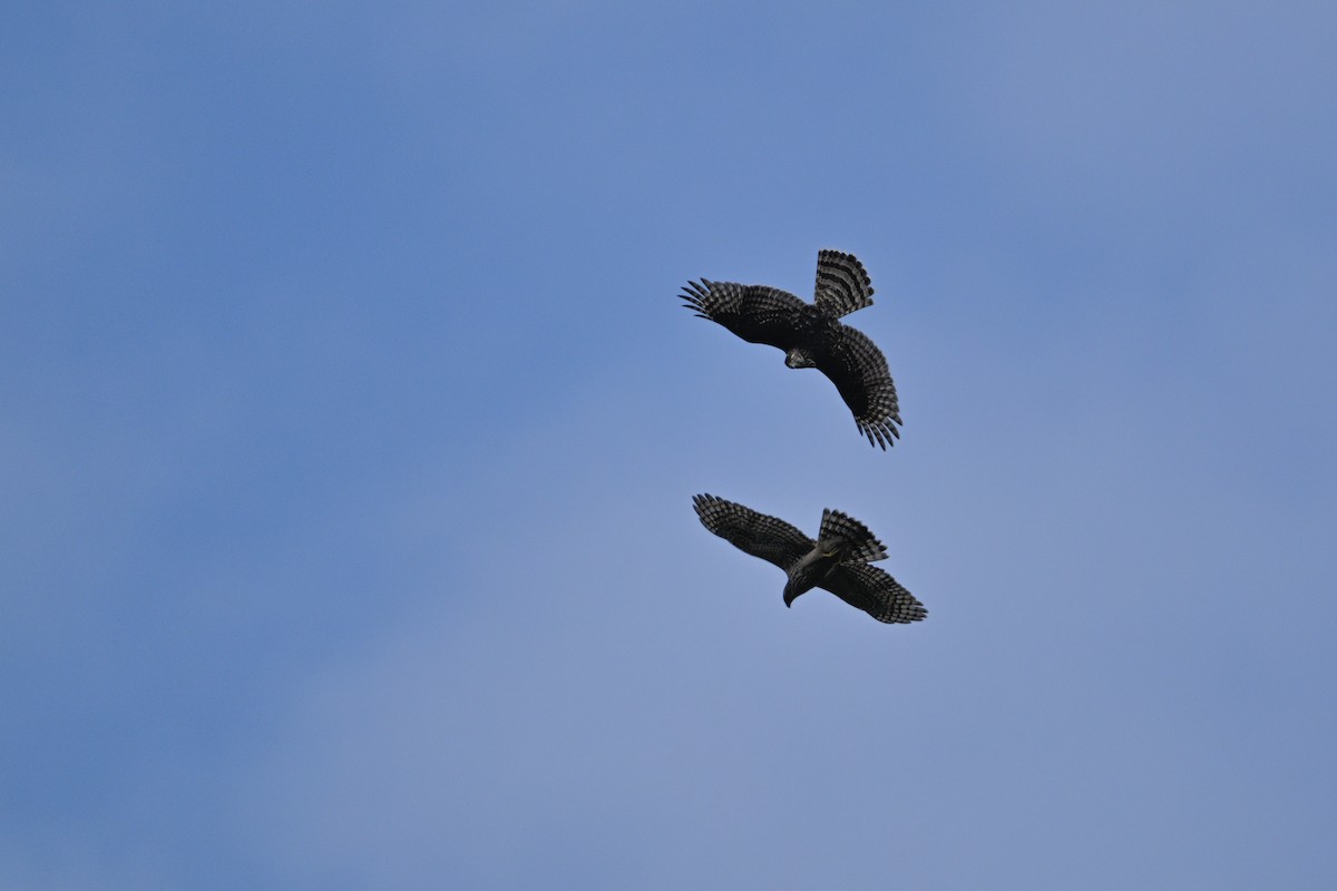 Яструб великий - ML646343487