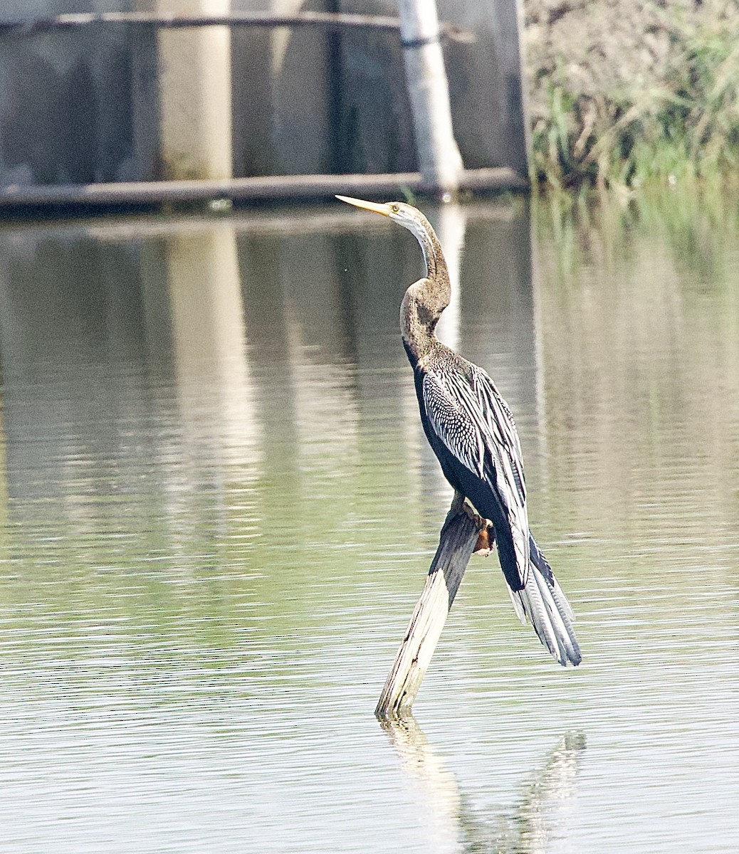 Orient-Schlangenhalsvogel - ML646343488