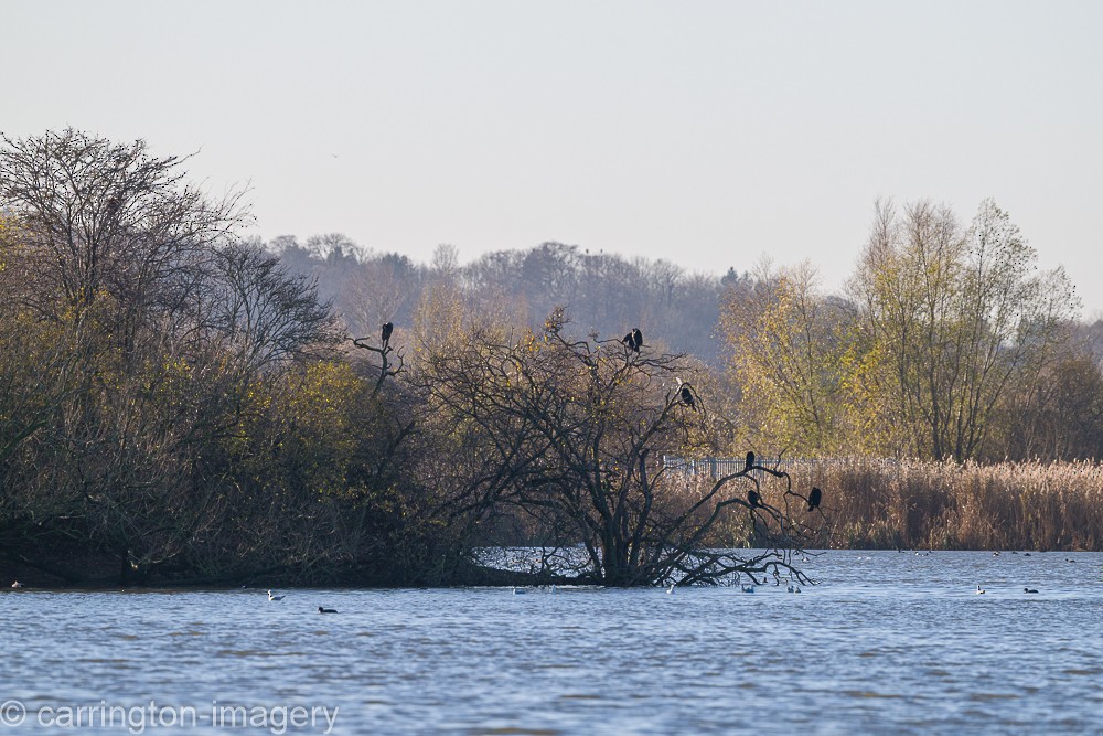 Great Cormorant - ML646343493