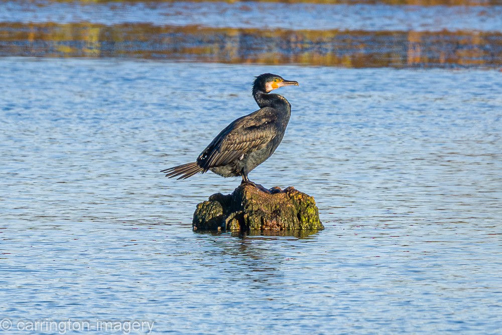 Great Cormorant - ML646343494