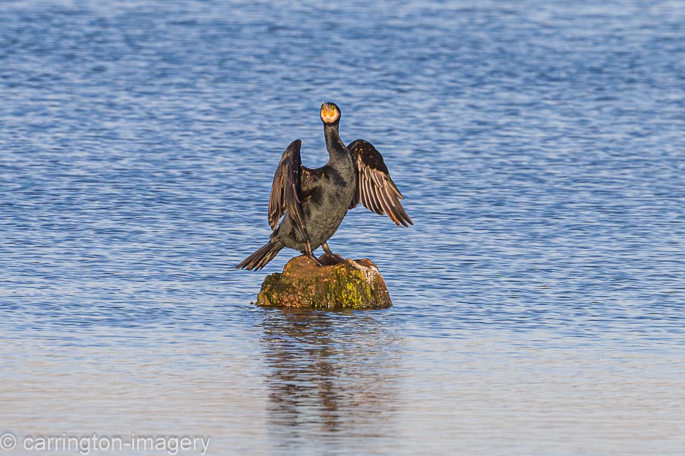 Great Cormorant - ML646343495