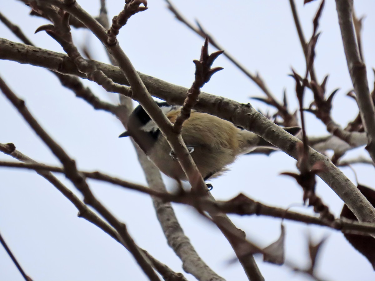Coal Tit - ML646343499