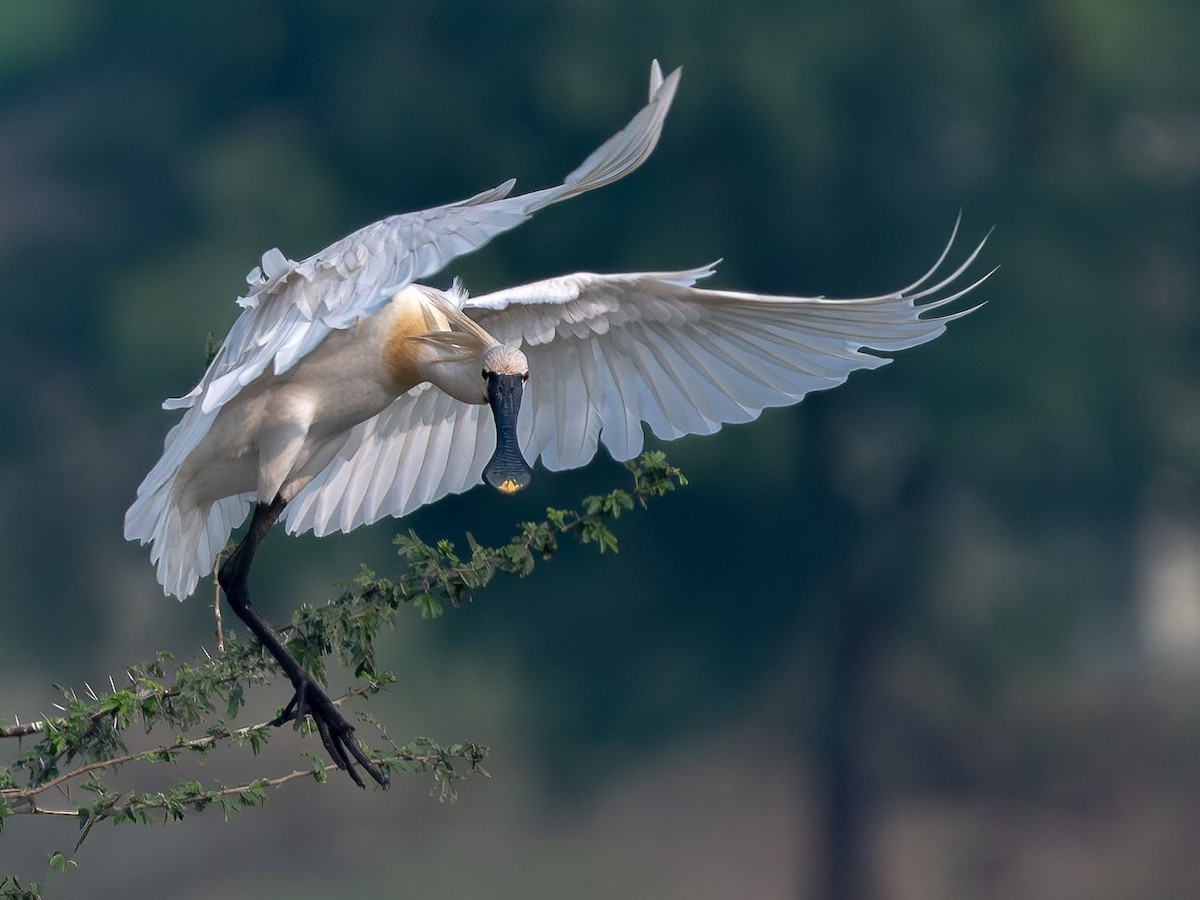 Eurasian Spoonbill - ML646343500
