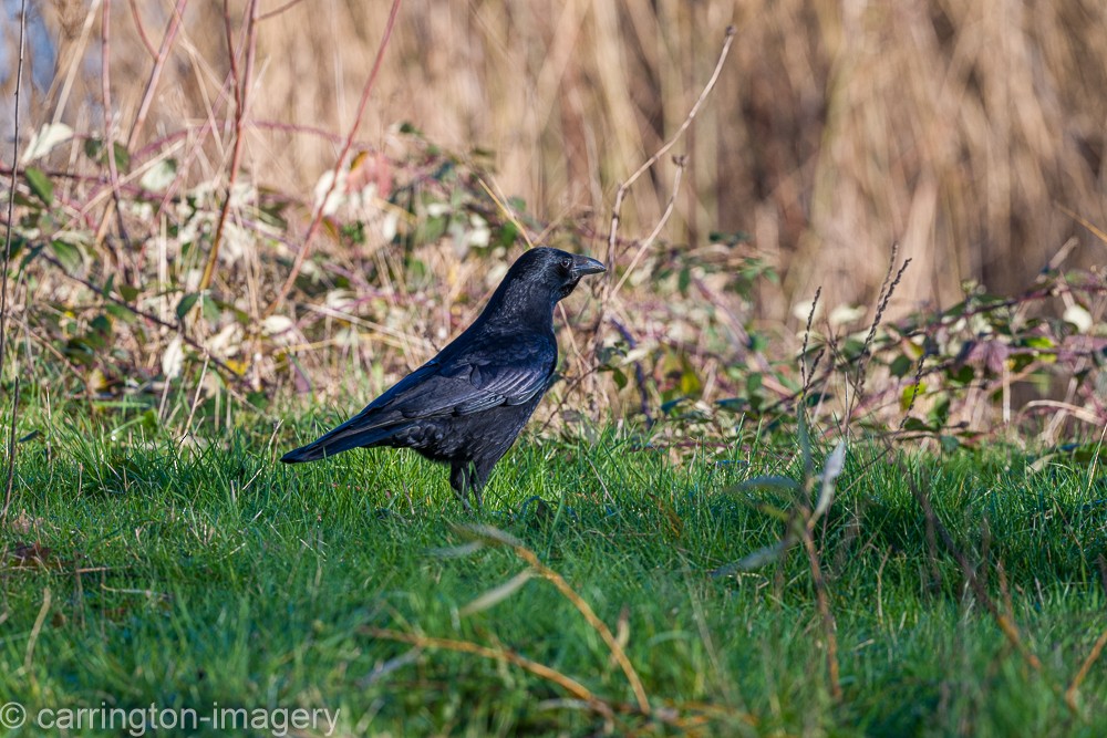 Carrion Crow - ML646343503