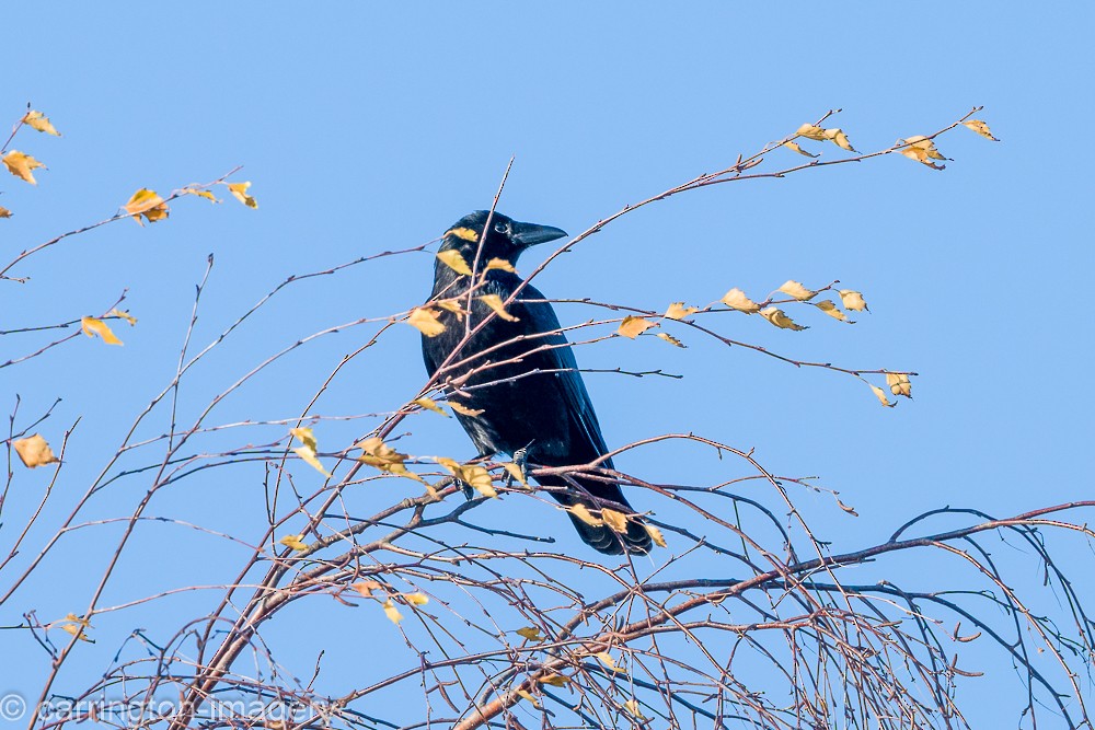 Carrion Crow - ML646343504