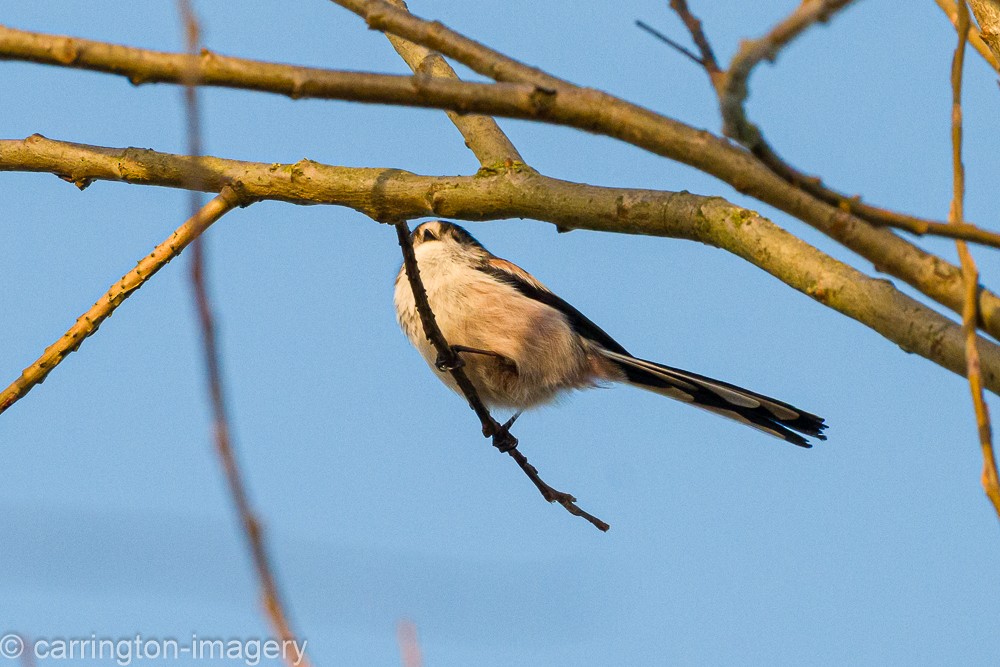 Long-tailed Tit - ML646343507