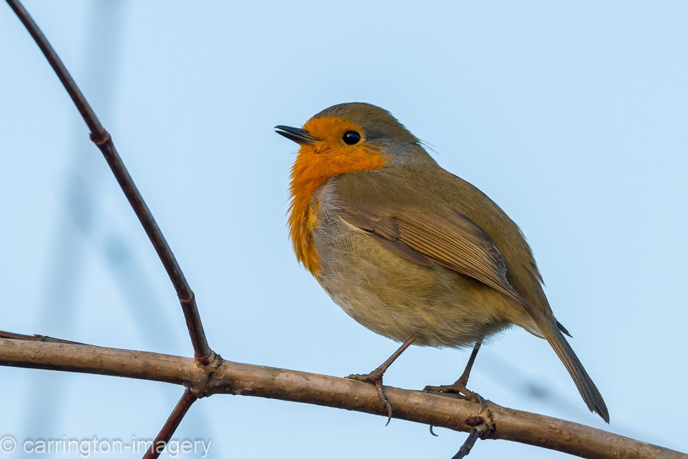 European Robin - ML646343509