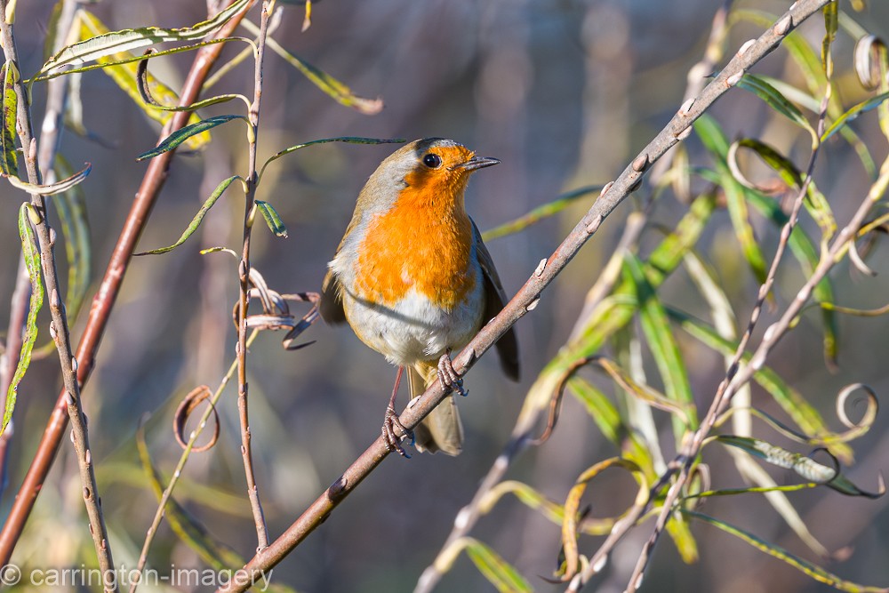 European Robin - ML646343510