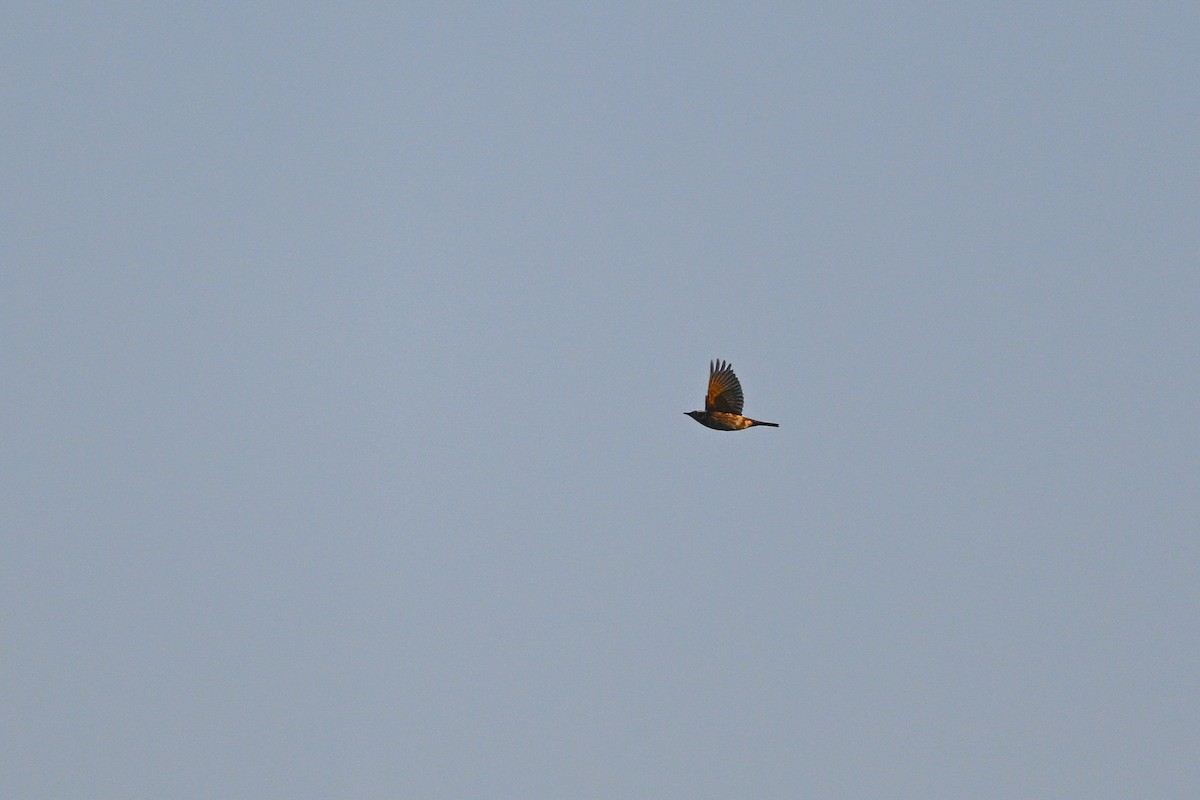 Kızıl Kanatlı Ardıç - ML646343511