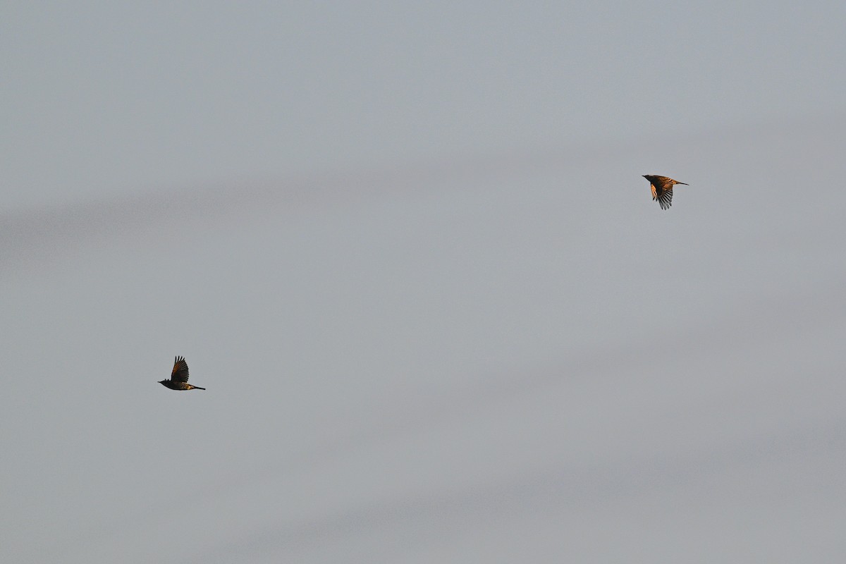 Kızıl Kanatlı Ardıç - ML646343512