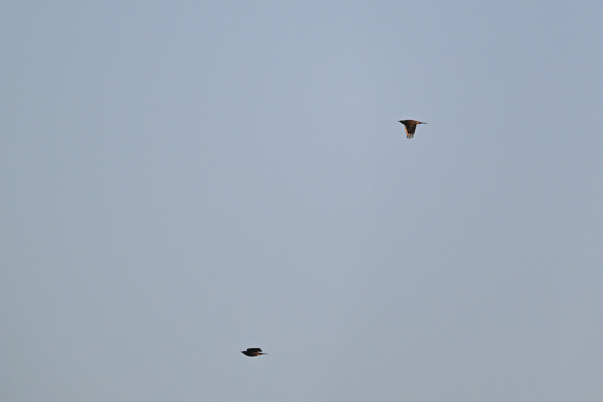 Kızıl Kanatlı Ardıç - ML646343513