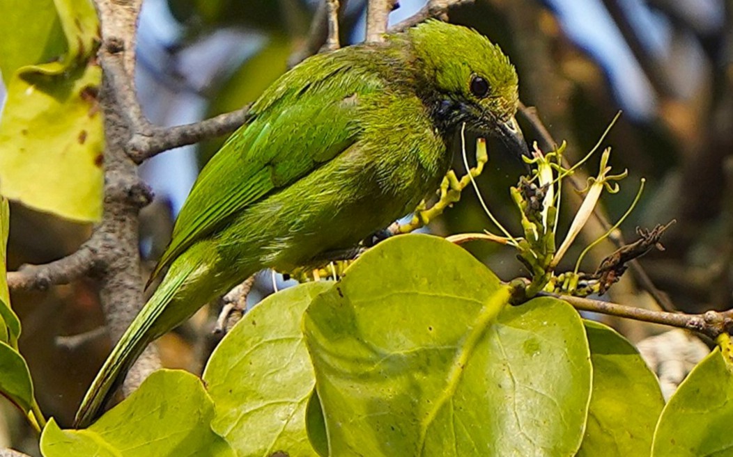 Jerdon's Leafbird - ML646343514