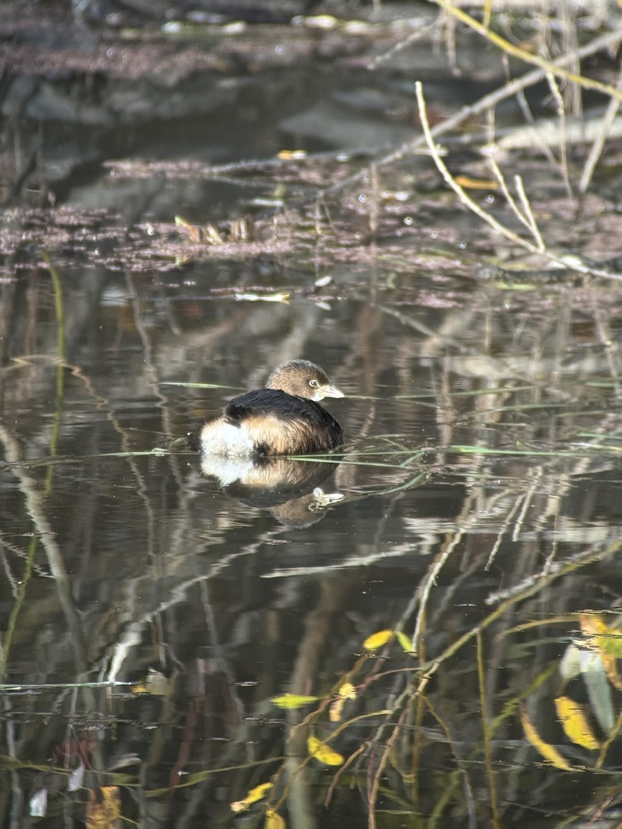 Pied-billed Grebe - ML646343517