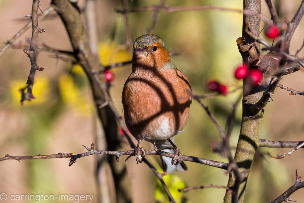 Common Chaffinch - ML646343518