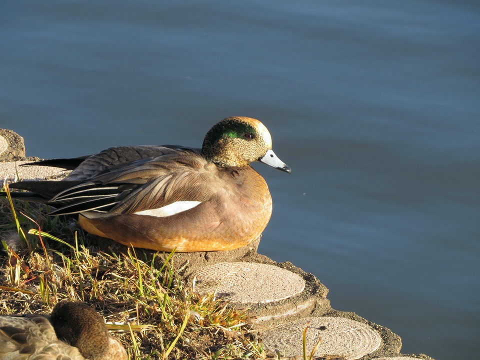 Свищ євразійський х свищ американський - ML646343519