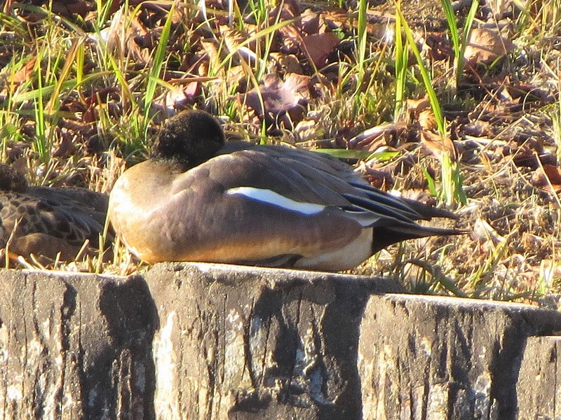 Свищ євразійський х свищ американський - ML646343520