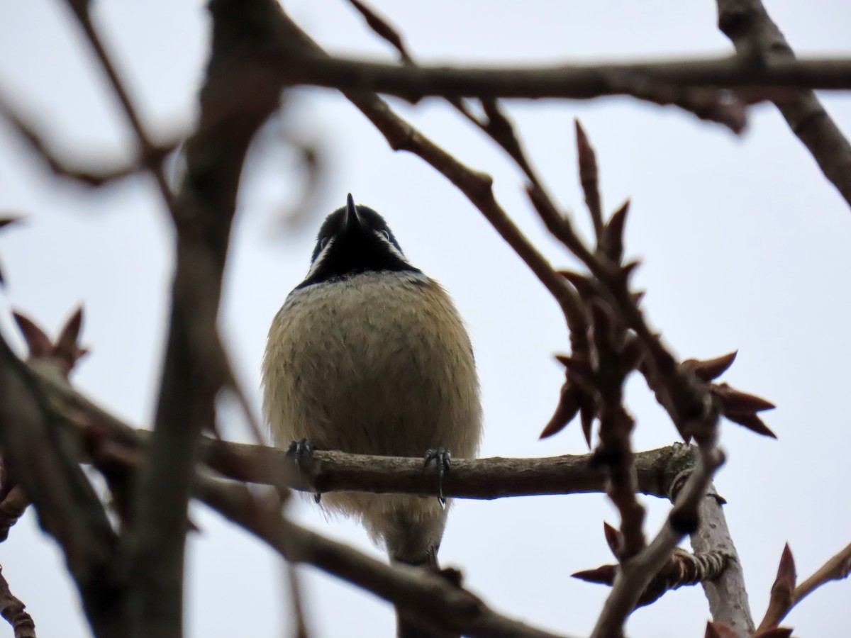 Coal Tit - ML646343521