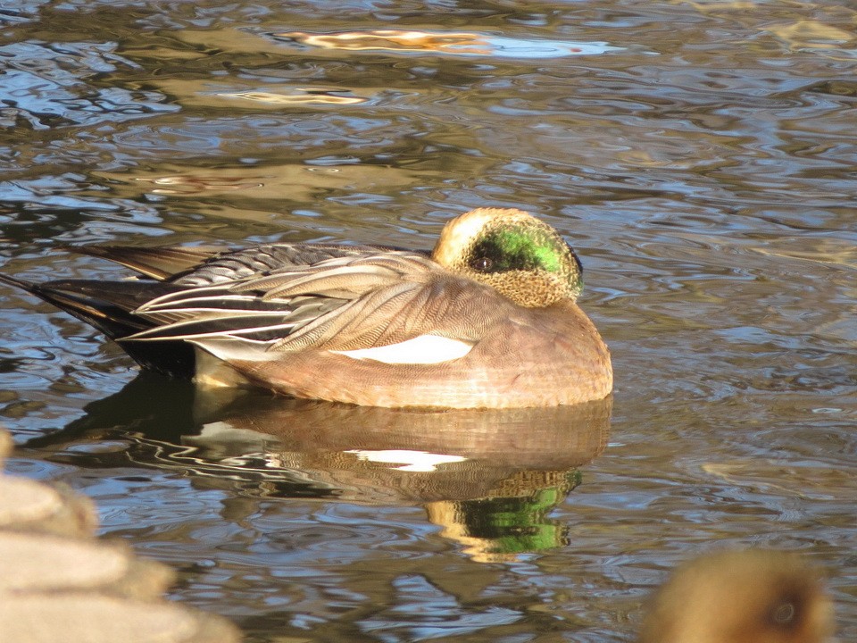 Свищ євразійський х свищ американський - ML646343523