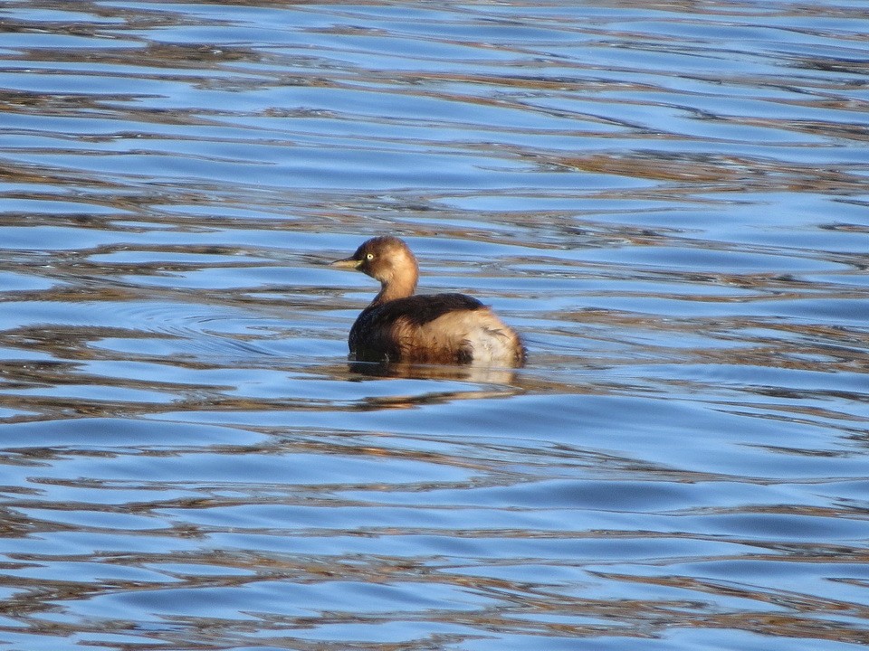 Пірникоза мала - ML646343525