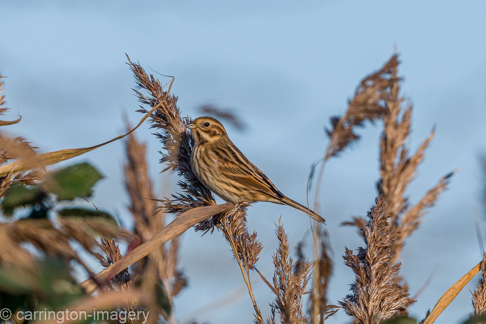 Reed Bunting - ML646343528