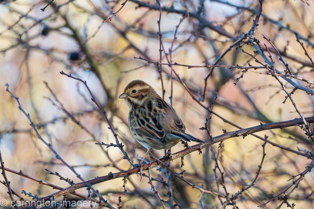 Reed Bunting - ML646343529