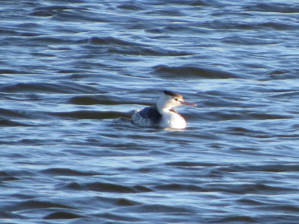 Пірникоза велика - ML646343530