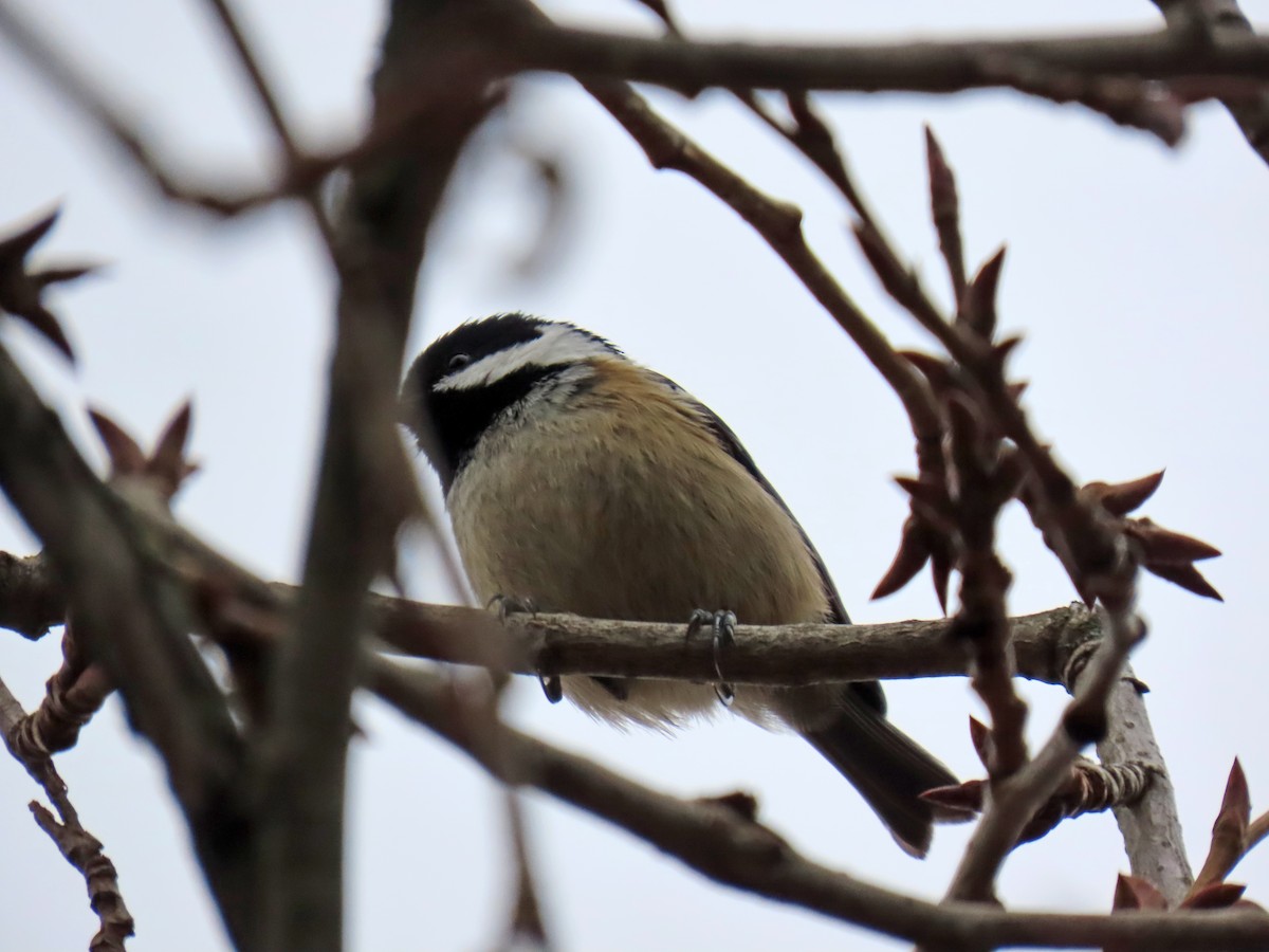 Coal Tit - ML646343541