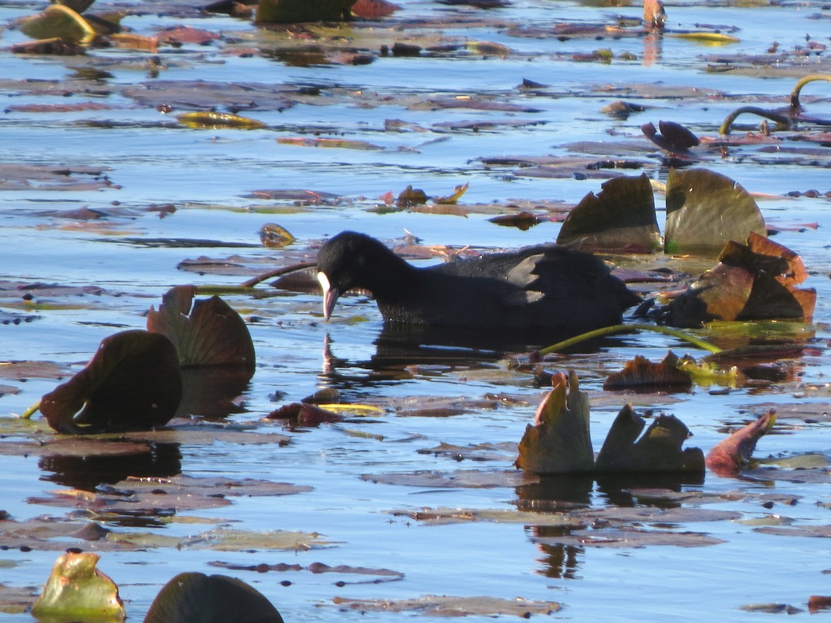 Лиска звичайна - ML646343544