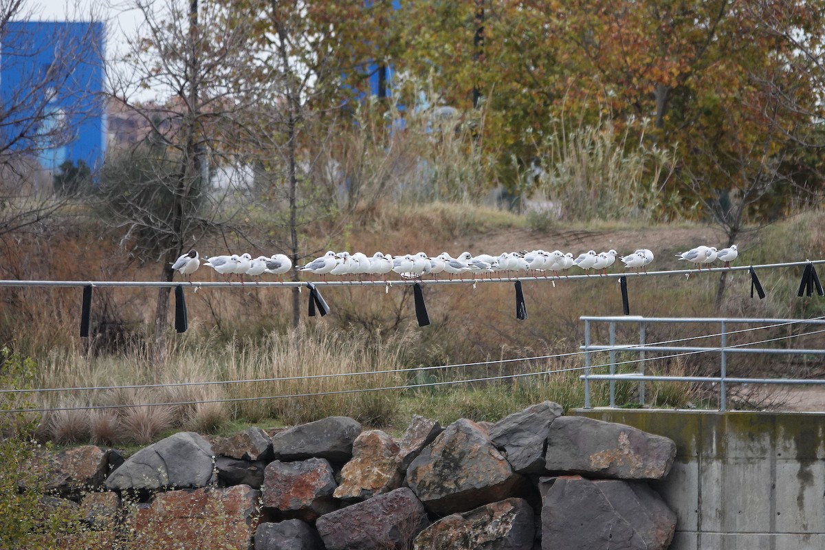 Black-headed Gull - ML646343546