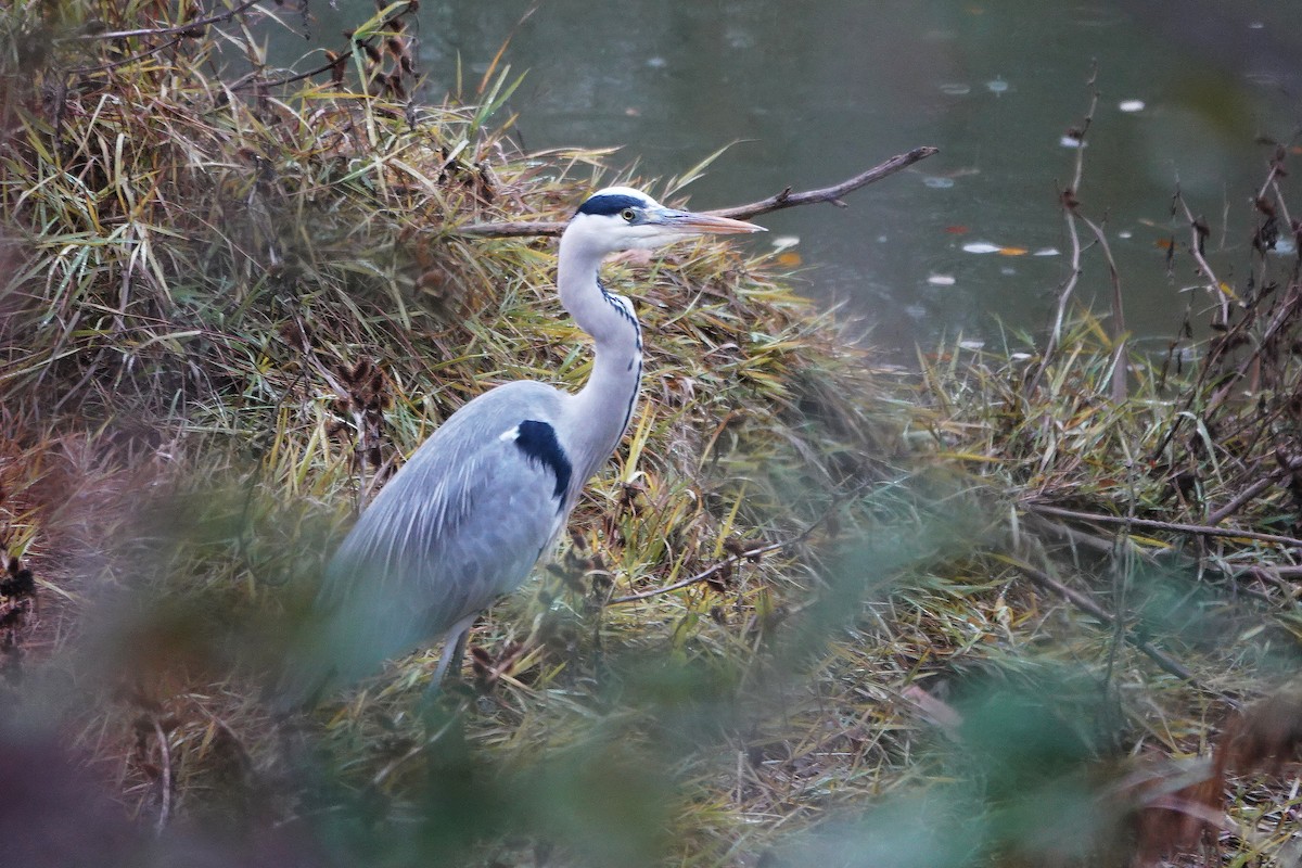 Gray Heron - ML646343551