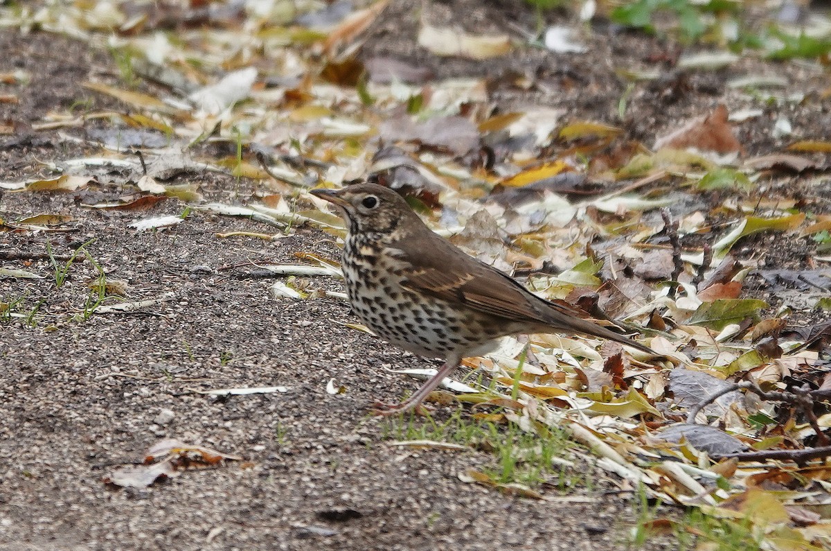 Song Thrush - ML646343556
