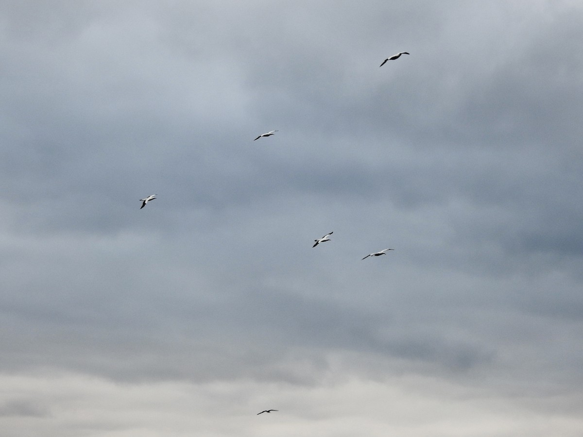 terej maskový - ML646343562