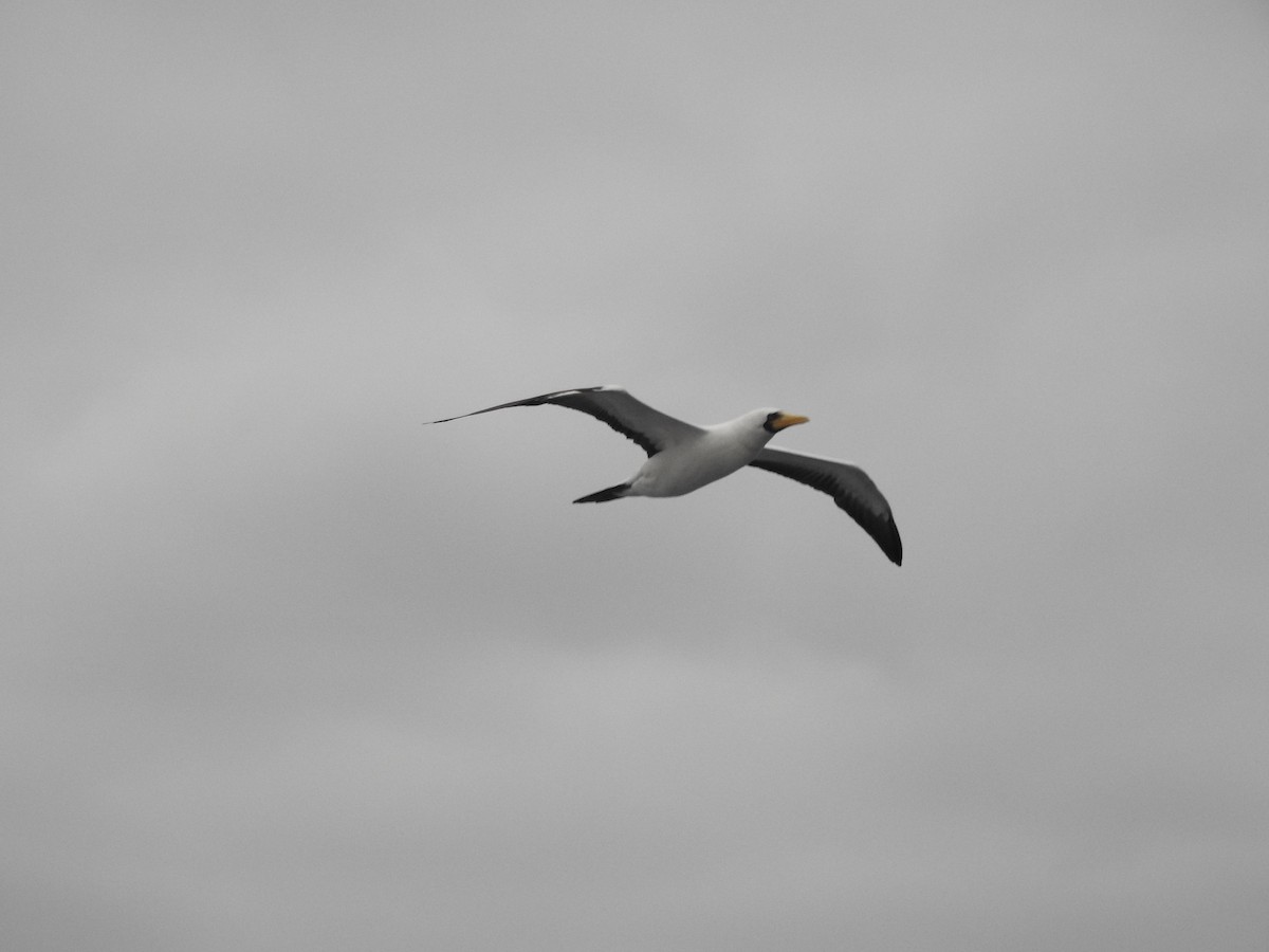 terej maskový - ML646343566