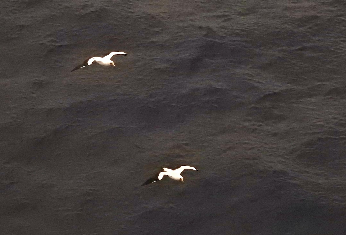 terej maskový - ML646343567