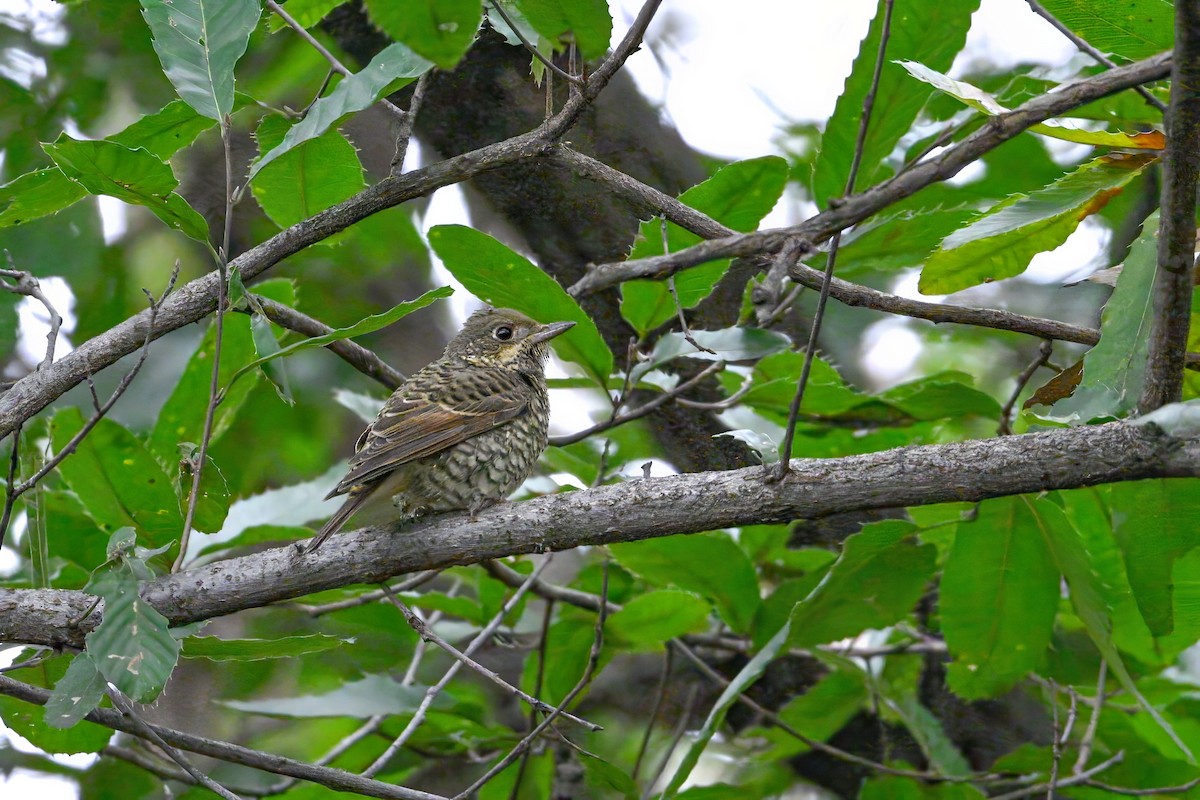 White-throated Rock-Thrush - ML646343571