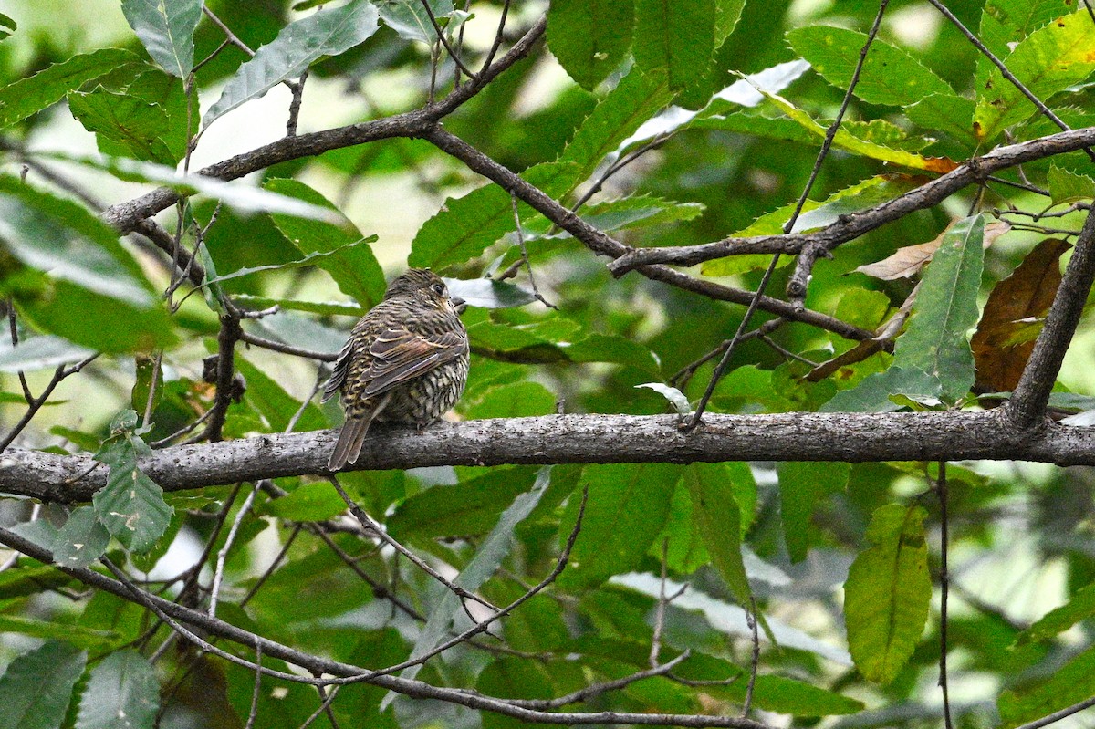 White-throated Rock-Thrush - ML646343572