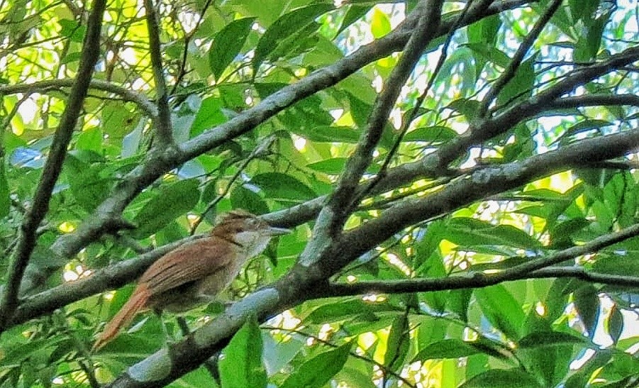 White-eyed Foliage-gleaner - ML646343573