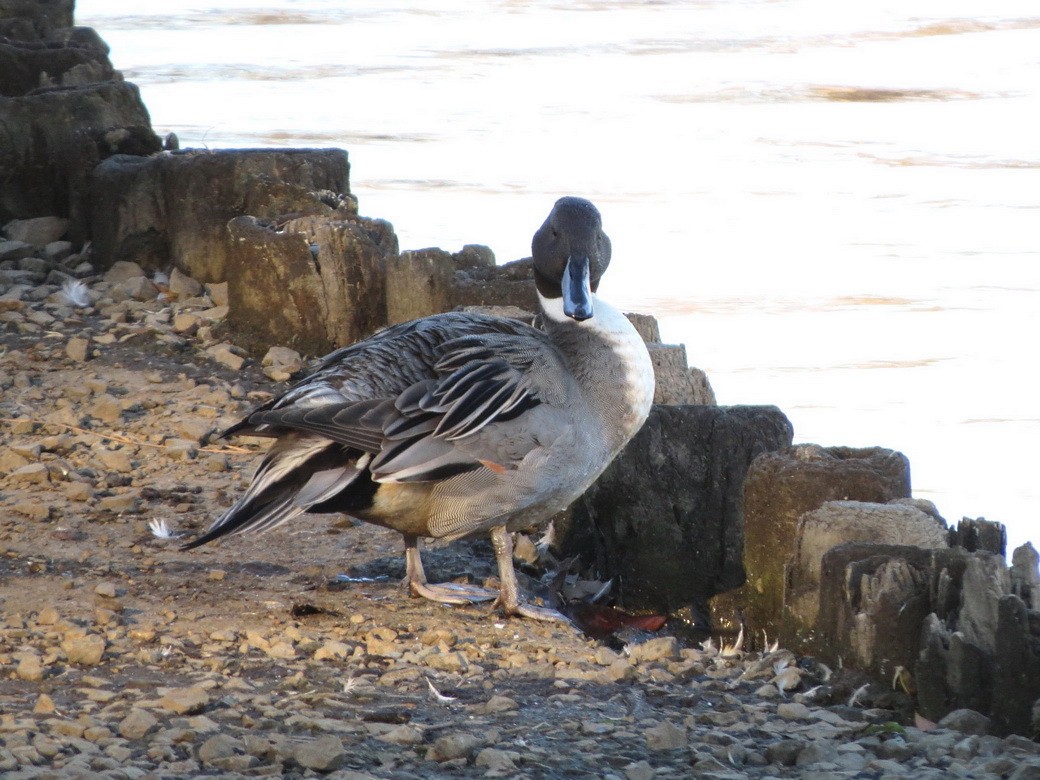 Шилохвіст північний - ML646343582