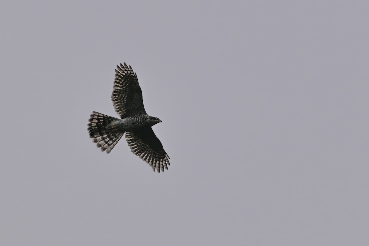 Яструб великий - ML646343585