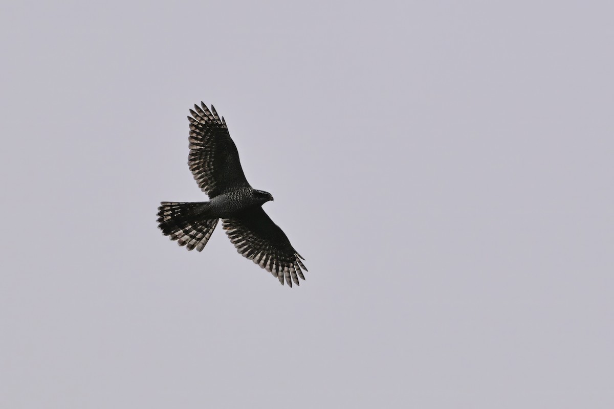 Яструб великий - ML646343586