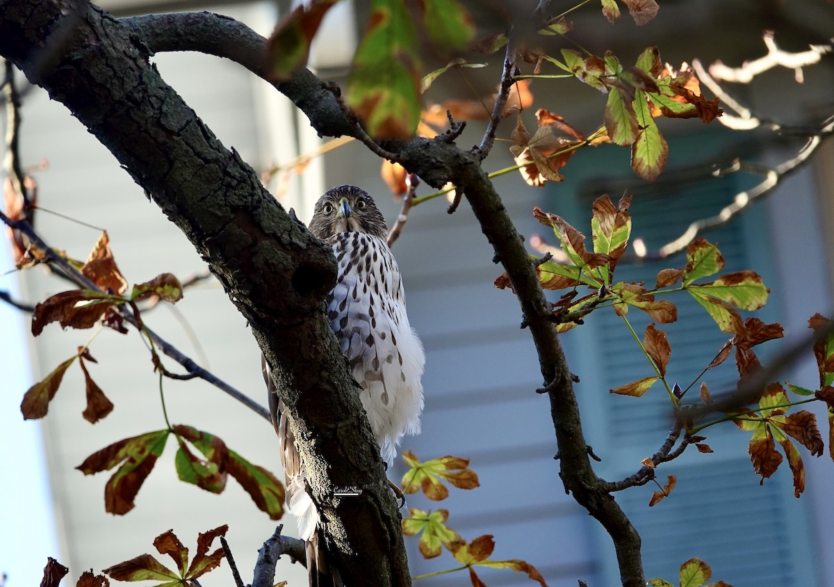 Cooper's Hawk - ML646343592
