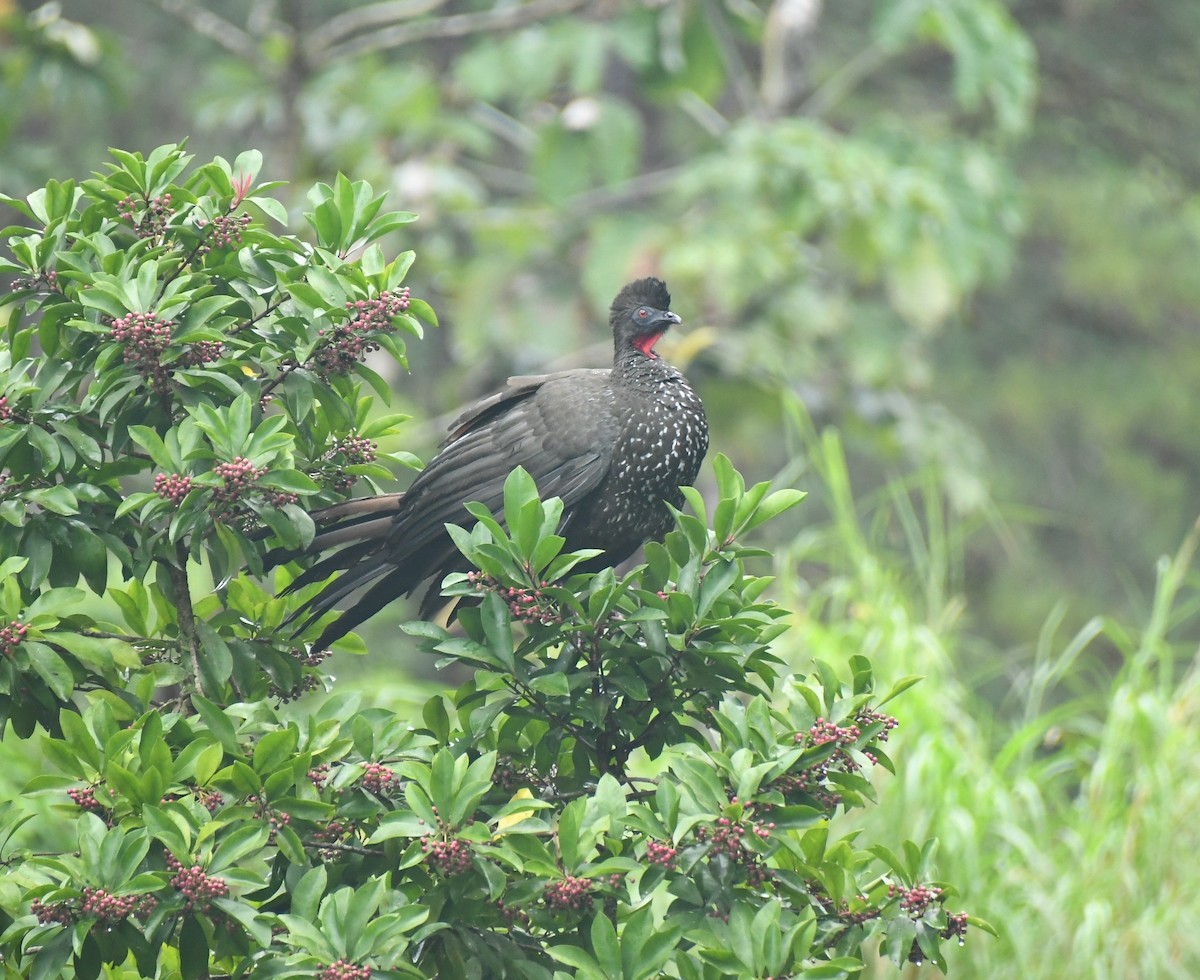 Crested Guan - ML646343594