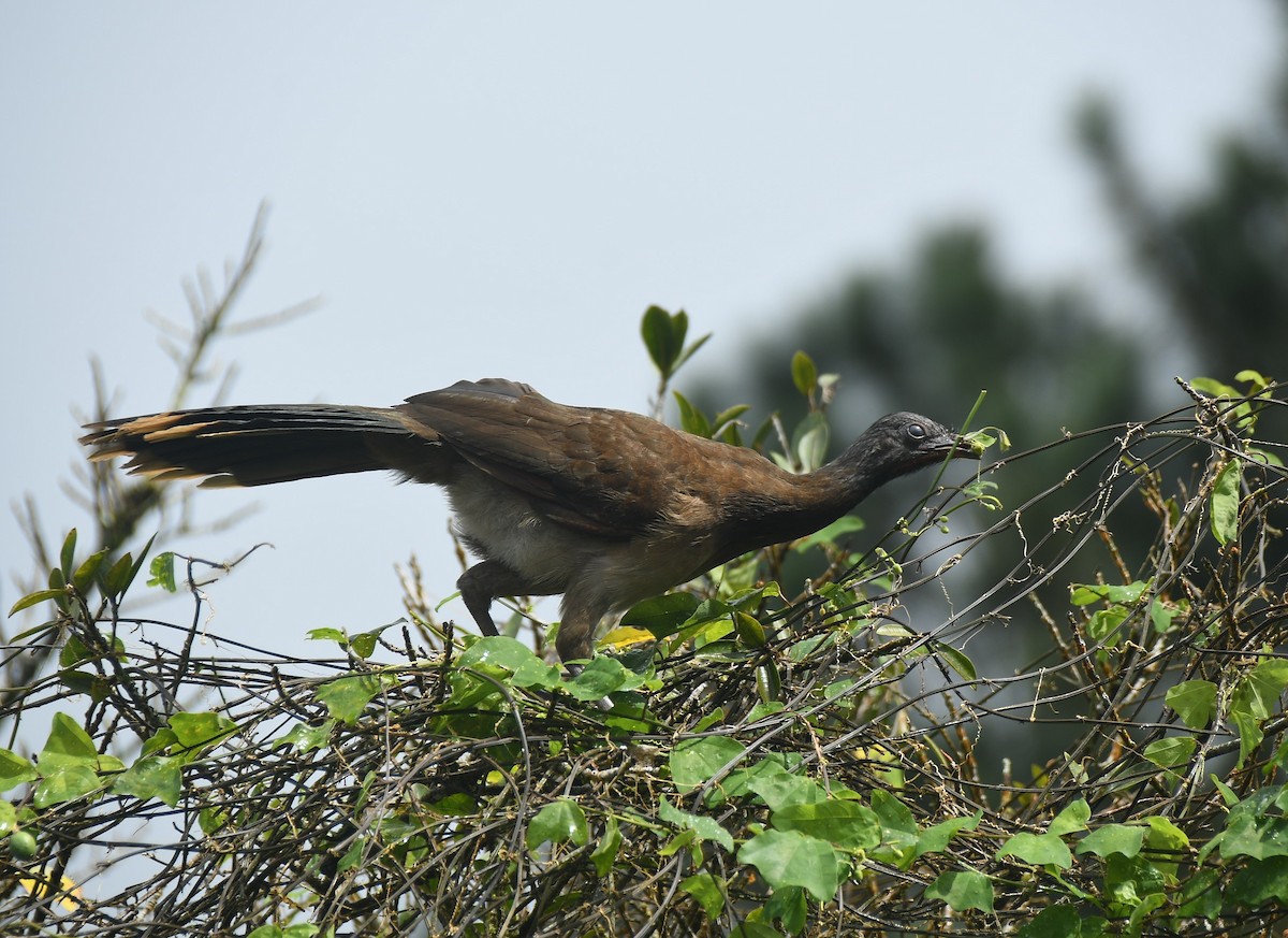 Gray-headed Chachalaca - ML646343608