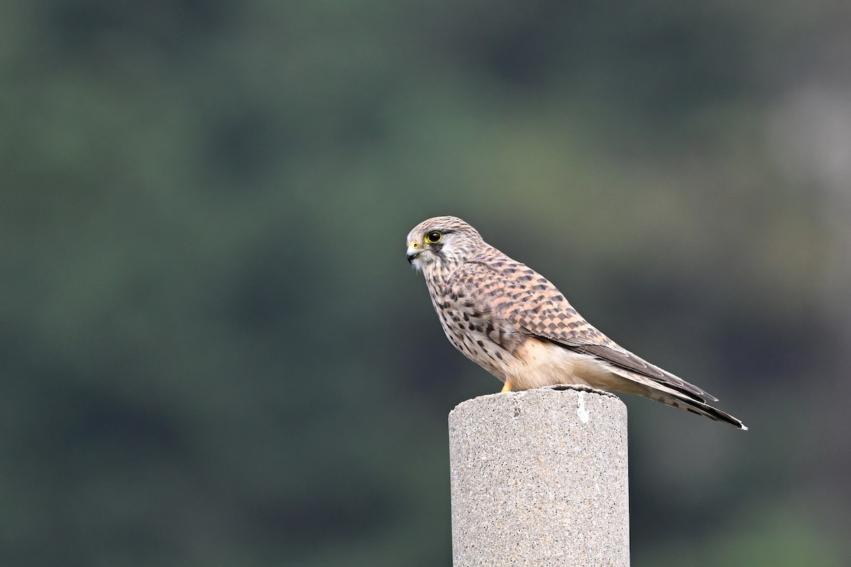 poštolka obecná - ML646343613