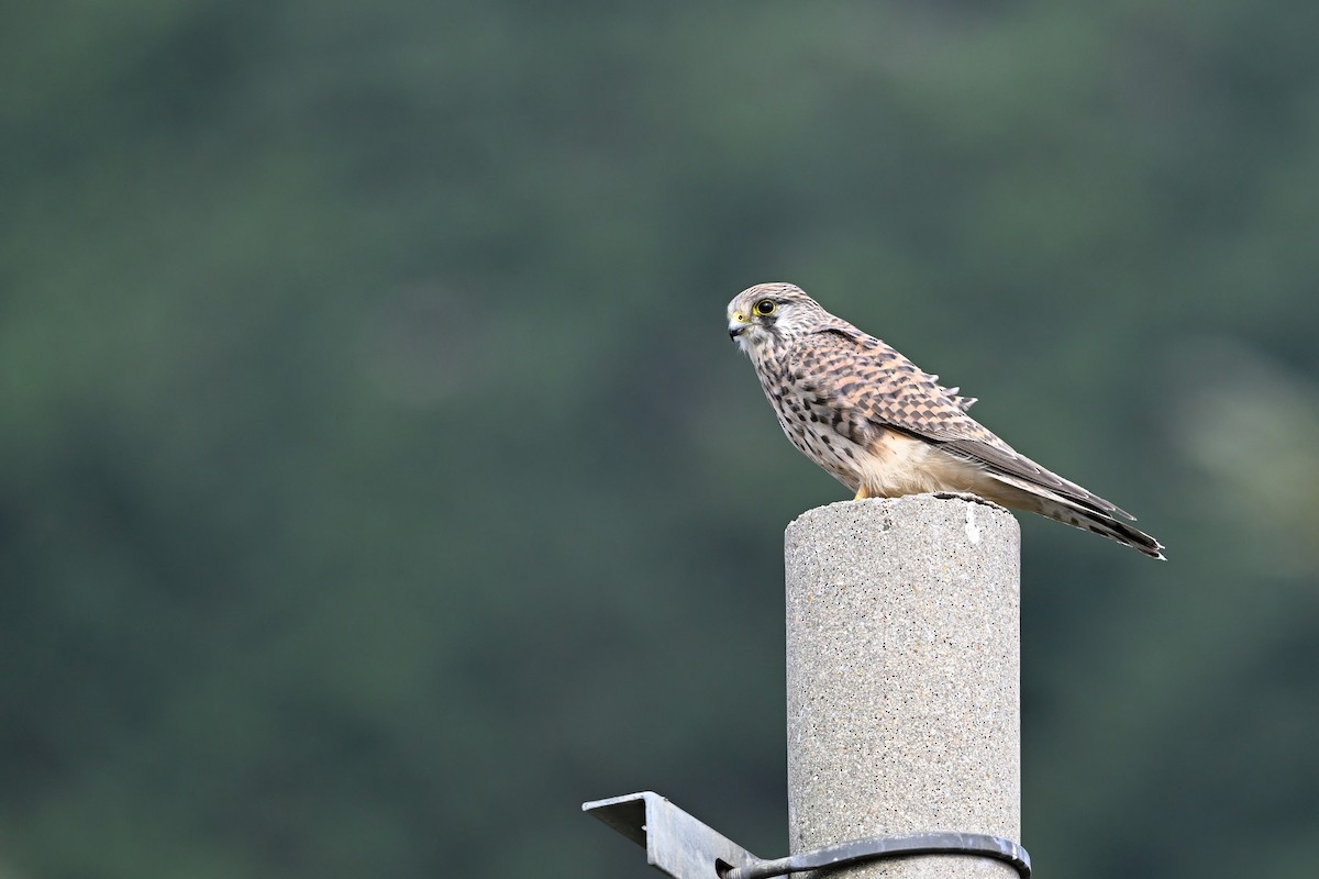 poštolka obecná - ML646343615